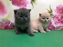 котята
