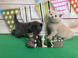 котики