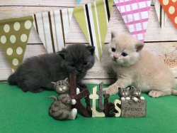 котики