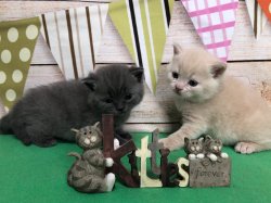 котики