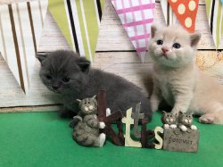 котики