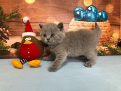 Бернард