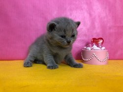 Клавдия
