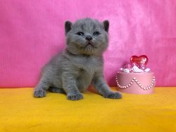 Клавдия