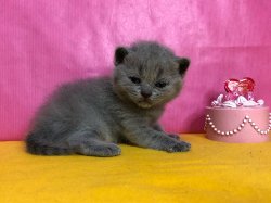 Клавдия