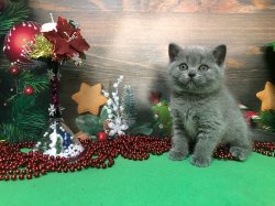 Клавдия