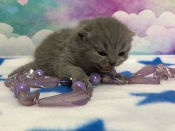 Устина
