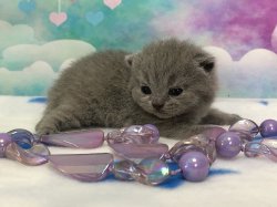 Устина