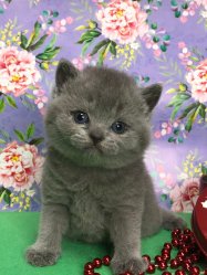 Устина