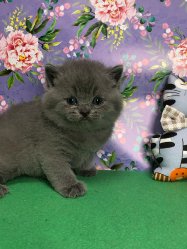 Улисс