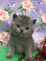 Устина