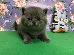Улисс