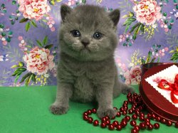 Устина
