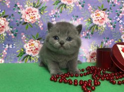 Устина
