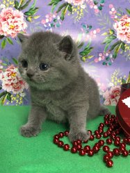 Устина
