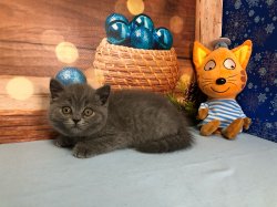 Дизель (Боня)