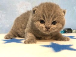 Виктор