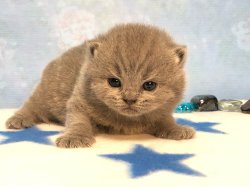 Виктор