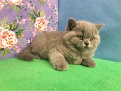 Виктор