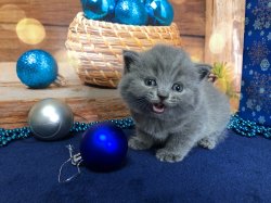 Максимилиан