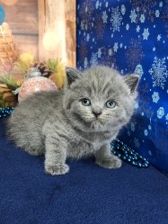 Молли