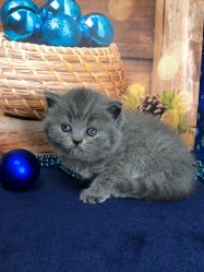 Максимилиан