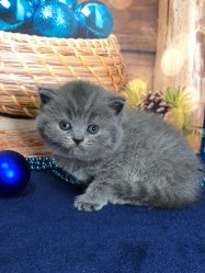 Максимилиан