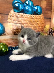 Мишель