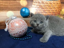 Молли
