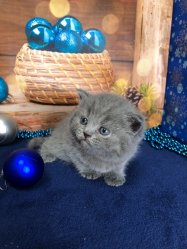 Максимилиан