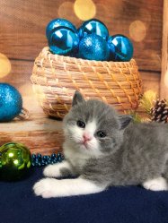Мишель