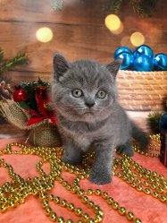 Молли