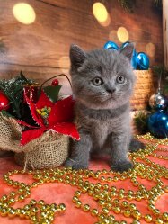 Молли