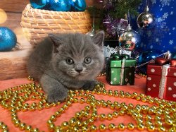 Моника