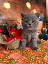 Молли
