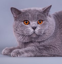 папа Филя