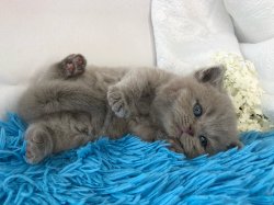 Василиса