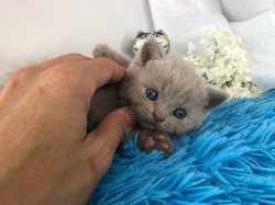Валдис
