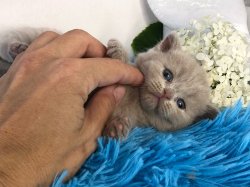Ванилла