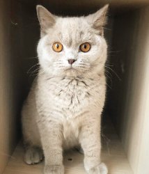 Нюта