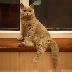 Нюта