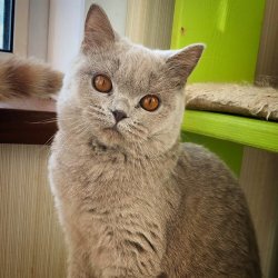 Нюта