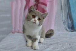 Ненси