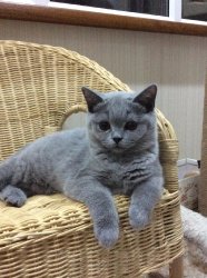 Кирюшка