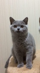 Кирюшка