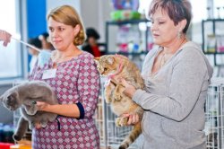 выставка в Тольятти