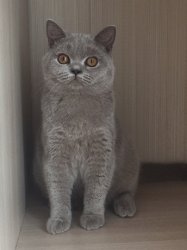 Паулина