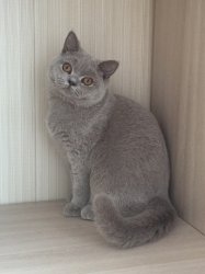 Паулина