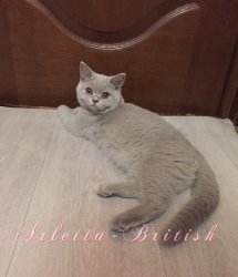 Paula