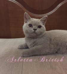 Paula